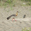 cocli - buff-necked ibis