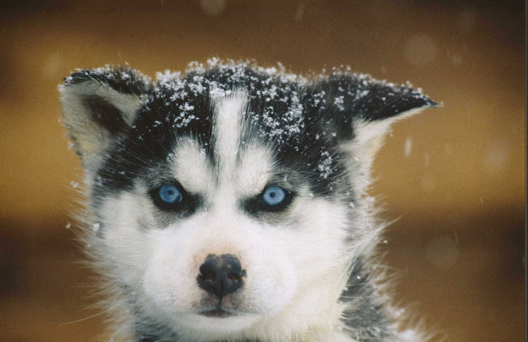 A sled-dog puppy is ready to go in Quebec, Canada.