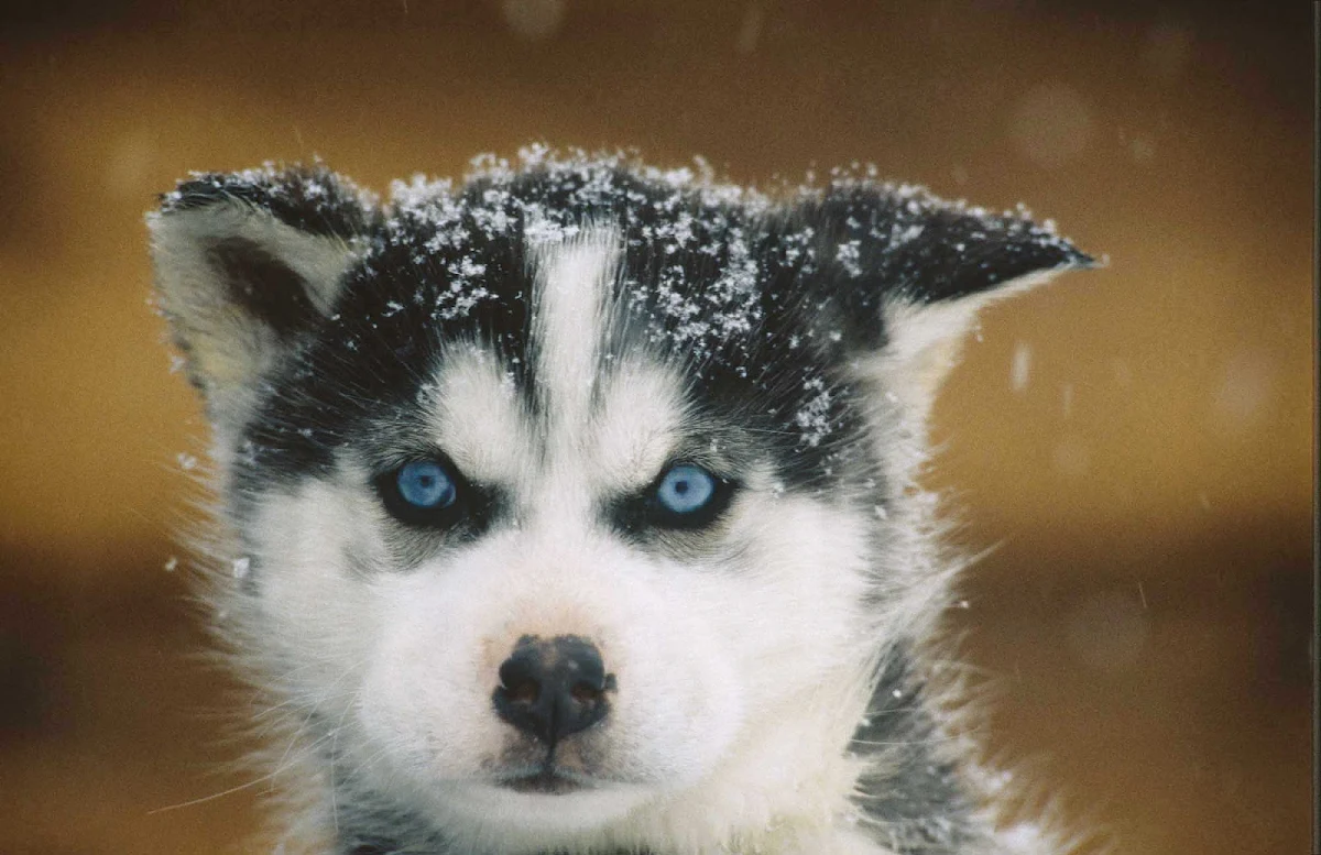 sled-puppy-Quebec - A sled-dog puppy is ready to go in Quebec, Canada.