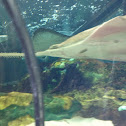 Sawfish