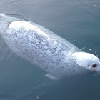 Harbour Seal