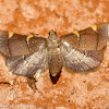 Yellow-fringed dolichomia moth