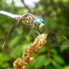 Blue Dasher Dragon fly