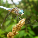 Blue Dasher Dragon fly