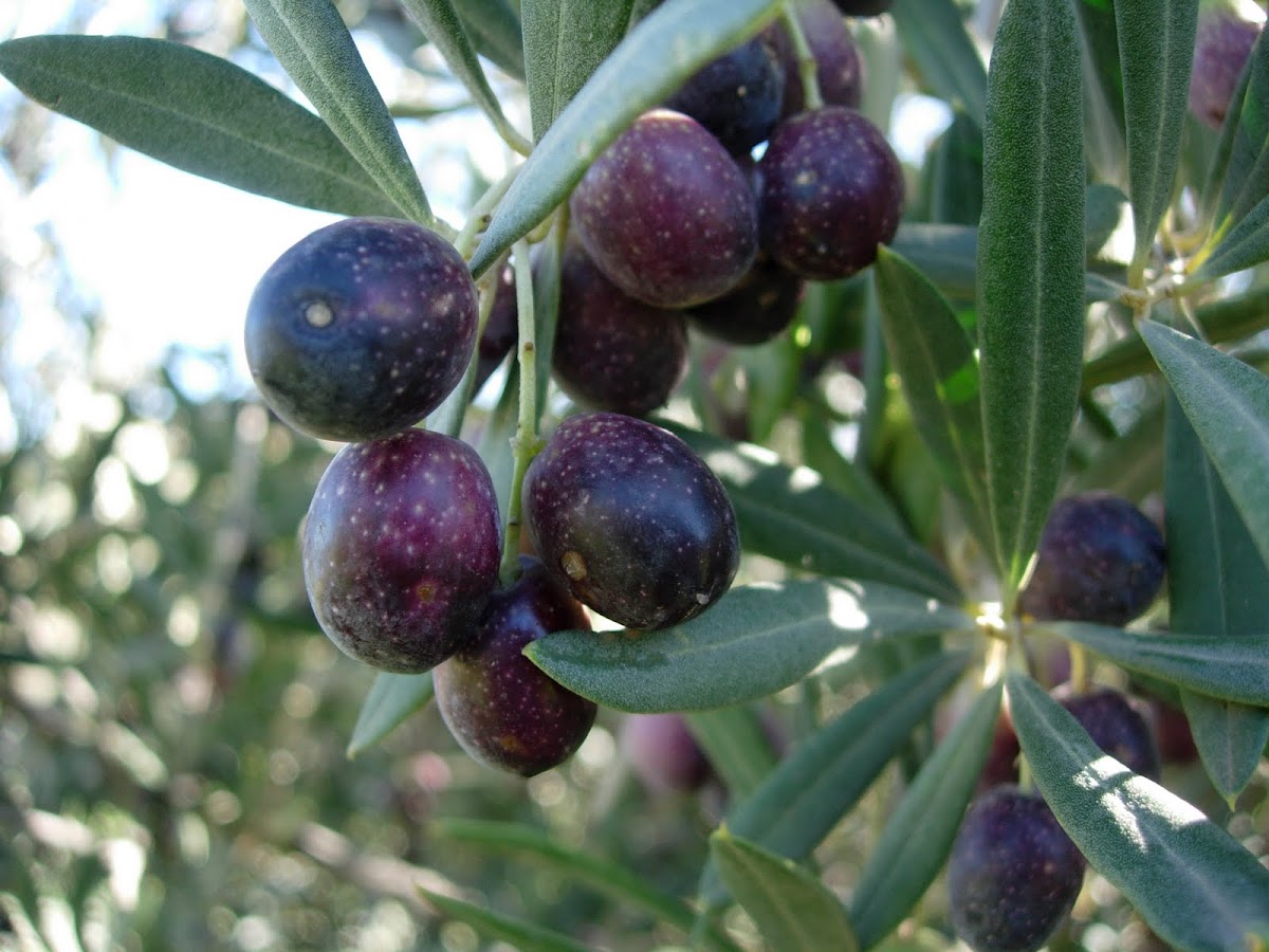 Olivo. Olive tree