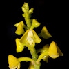 Yellow Helmet Orchid