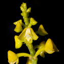 Yellow Helmet Orchid