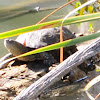 Spanish pond turtle; Galápago leproso