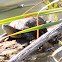 Spanish pond turtle; Galápago leproso