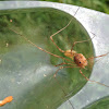 Harvestmen