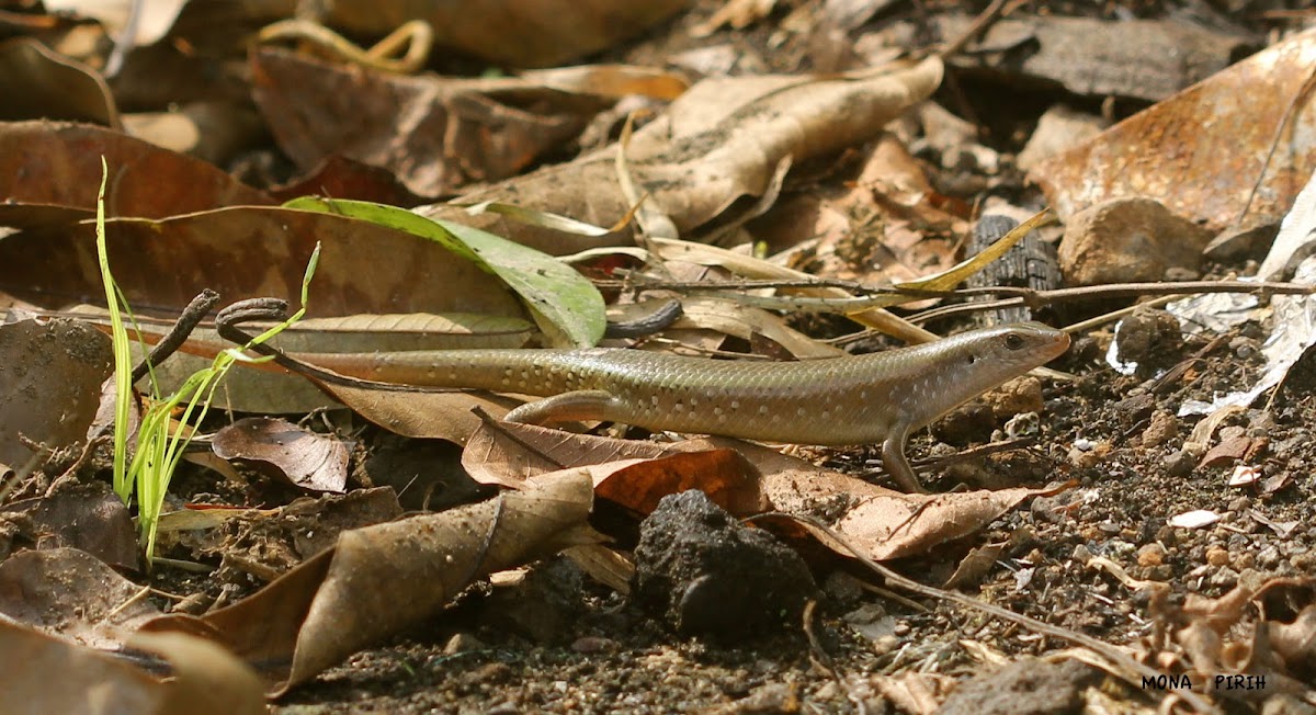 Skink - Lizard