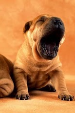 Cute Puppy Wallpapers HD
