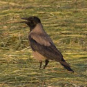 Hooded crow