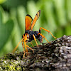 Orange Spider Wasp (with spider)