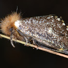 Yellow Spot Epicoma Moth