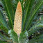 Cycas (male) - Sago Palm