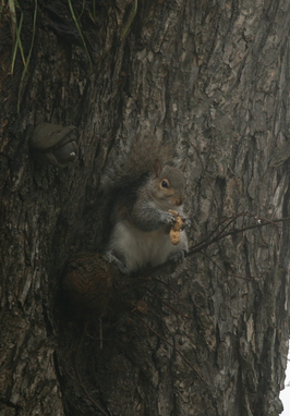 Grey Squirrel(?)