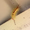 White Marked Tussock Moth Caterpillar