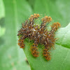 Hag moth caterpillar