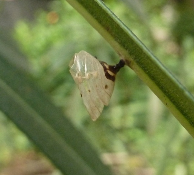 Broken butterfly chrysalis