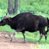Gaur/Indian Bison