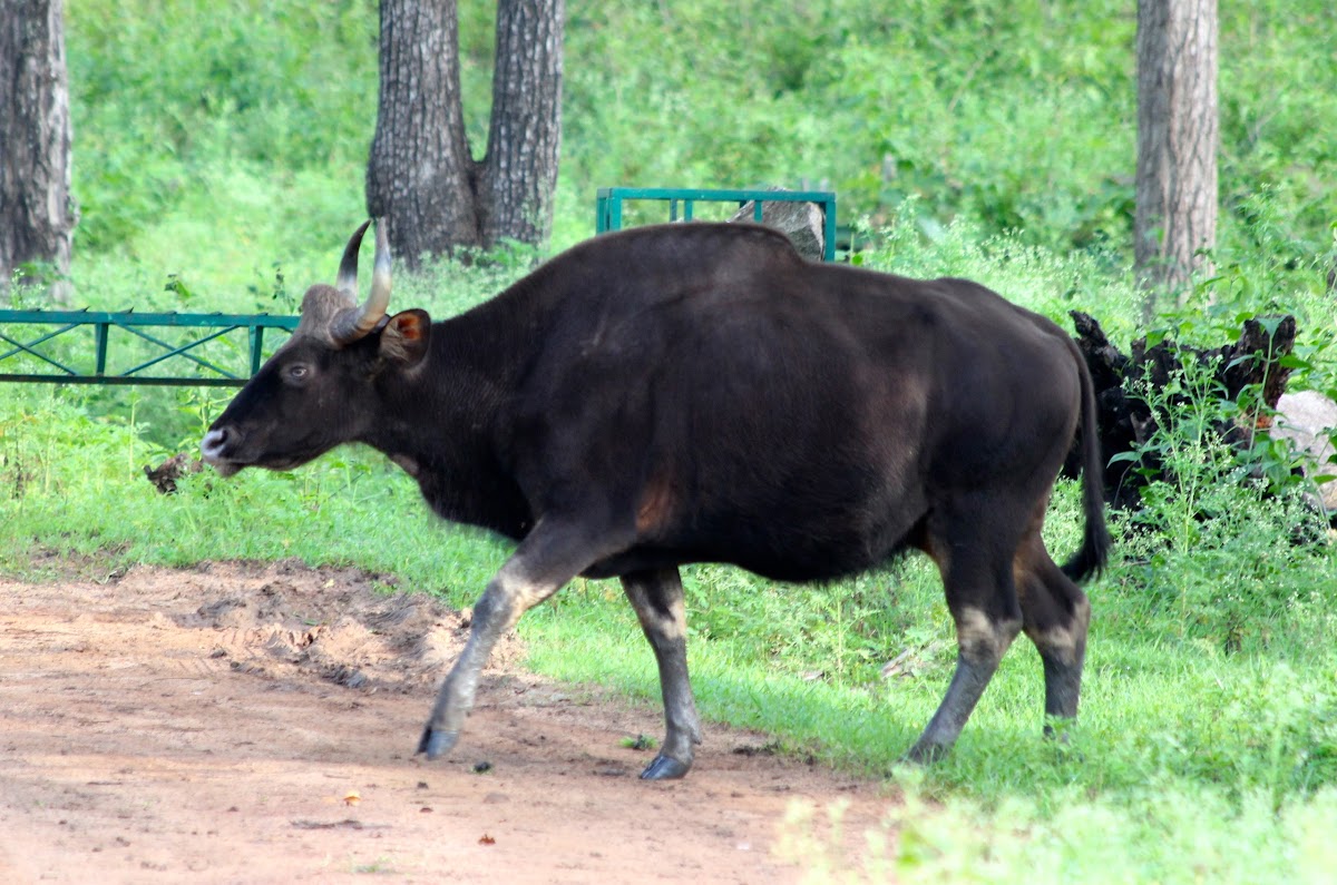 Gaur/Indian Bison