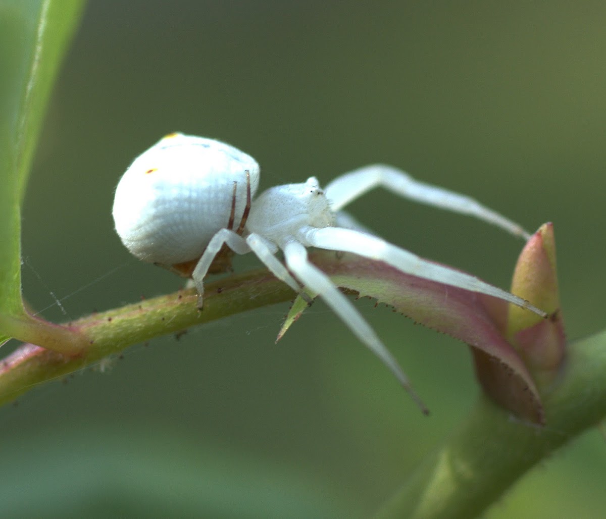Flower Crab Spider Mating Project Noah