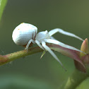 Flower Crab Spider Mating