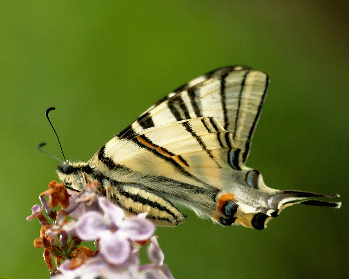 Scarce Swallowtail