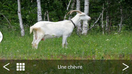 download Animaux domestiques free