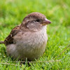 House Sparrow