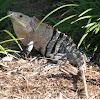 Ctenosaura - Iguana Negra - Mexican Spiny Tailed Iguana