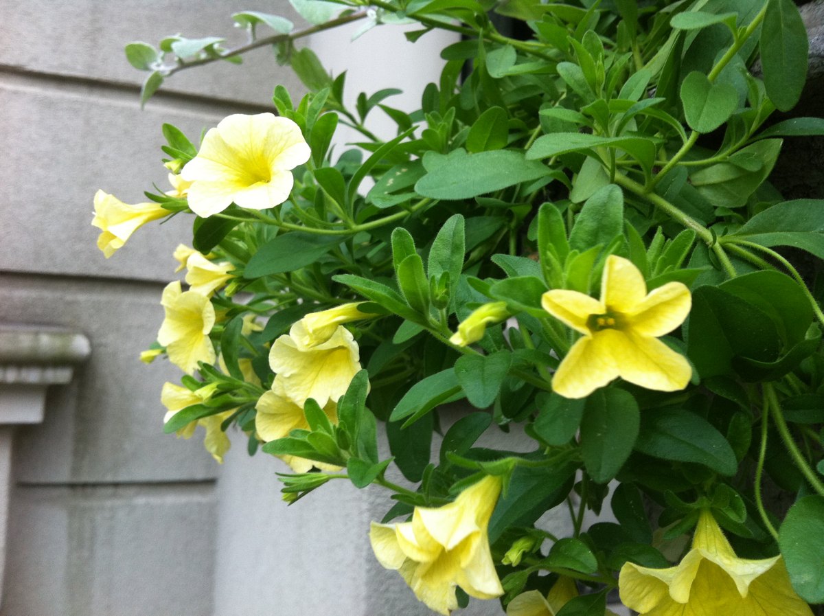 Petunia: Yellow