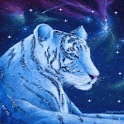 Bengal Tiger in the Snow Live