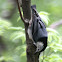 White-Breasted Nuthatch