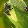 Aphids and Yellow shouldered Ladybird