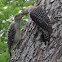 Red-bellied Woodpeckers