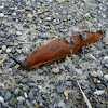 European Red Slug / Crveni golać