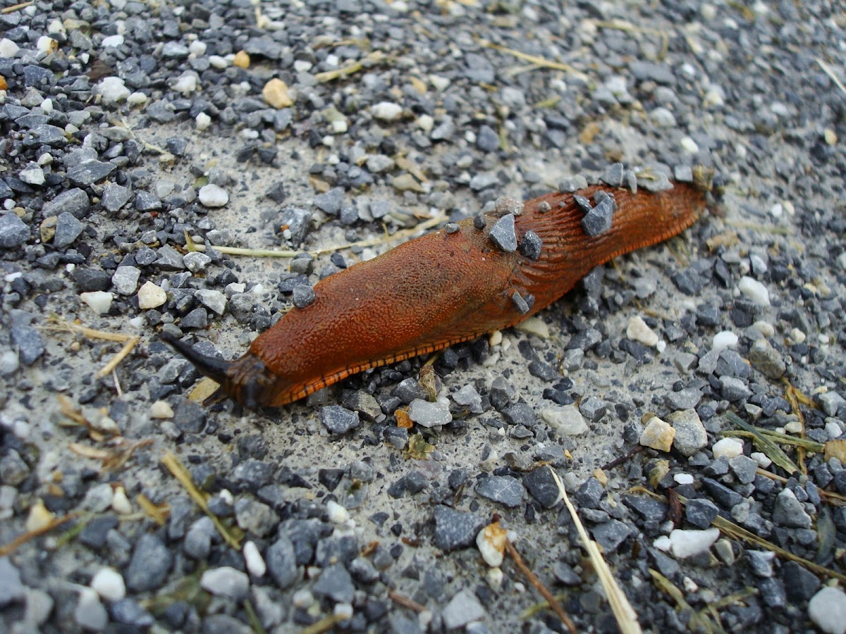 European Red Slug / Crveni golać