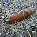 European Red Slug / Crveni golać