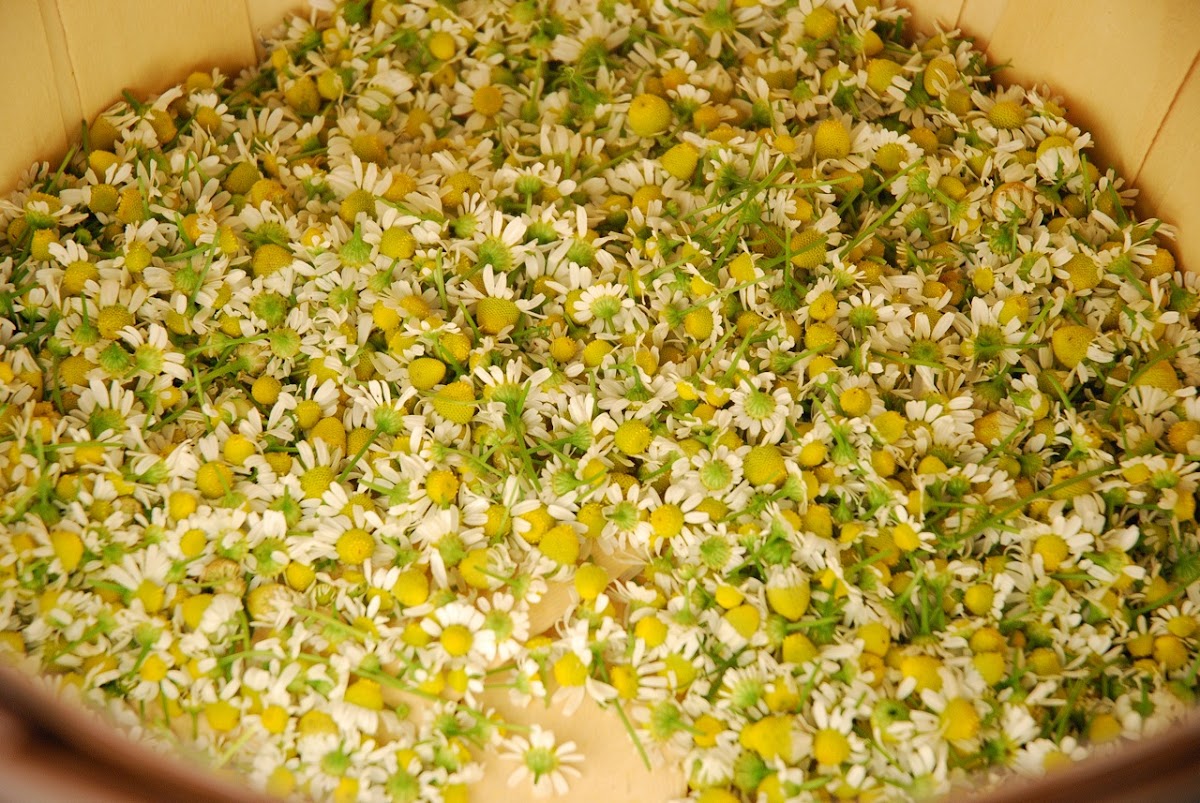 10 Best Chamomile Recipes