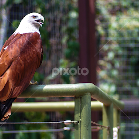 Mr. Hawk. by Shawalfitri Safar - Animals Birds