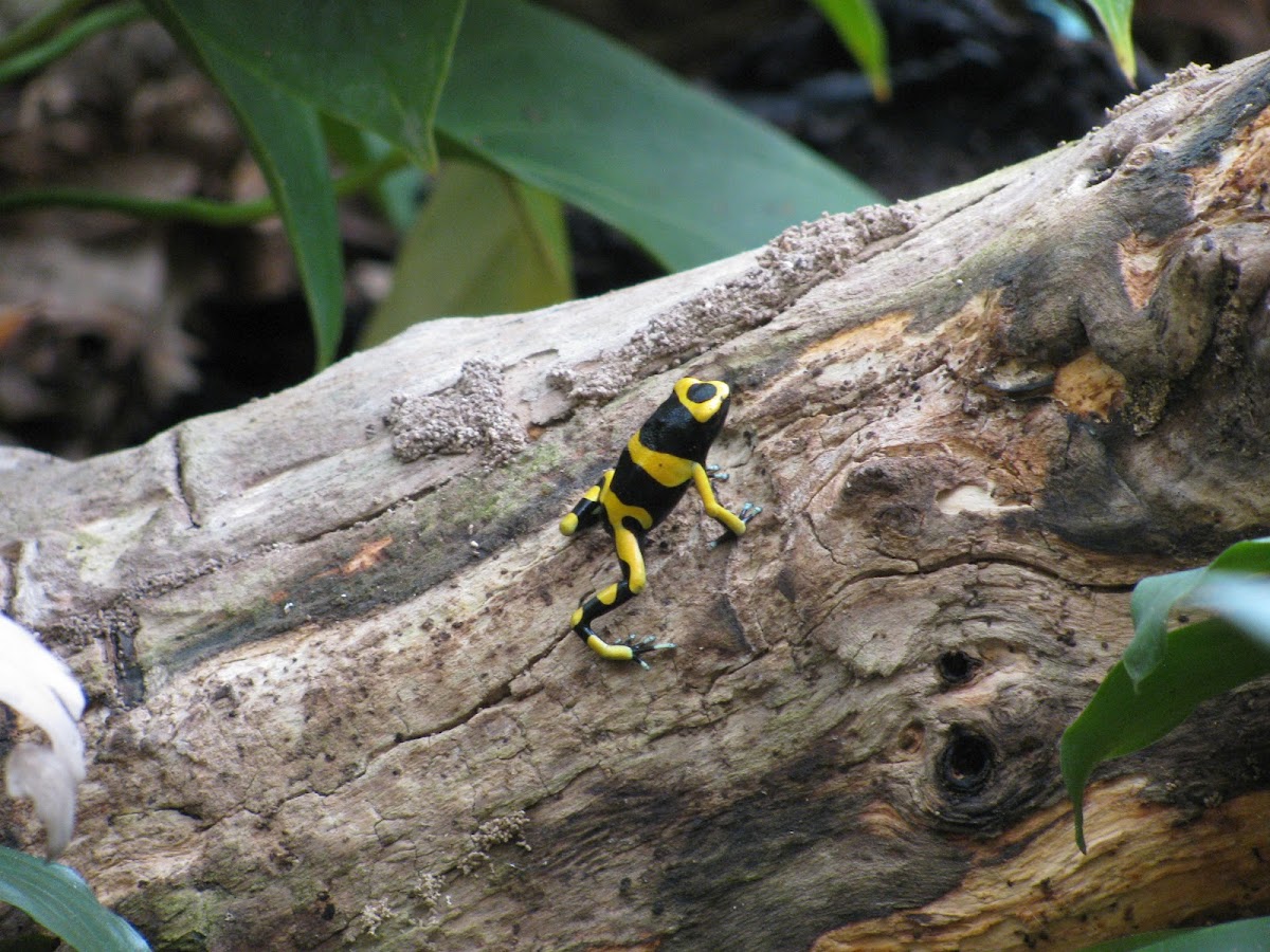 Yellow Banded Poison Arrow Frog