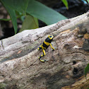 Yellow Banded Poison Arrow Frog