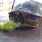 Florida Chicken Turtle