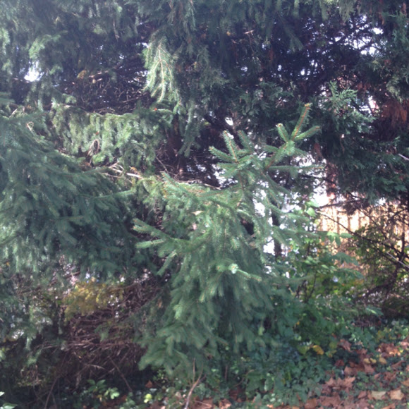 Frazier fur Project Noah