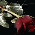 Rose Falling Live Wallpaper Apk