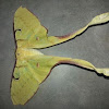 Malaysian Moon Moth (Female)