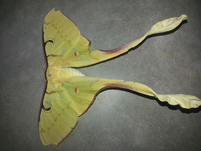 Malaysian Moon Moth (Female)