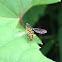 Yellow-shouldered stout hover fly